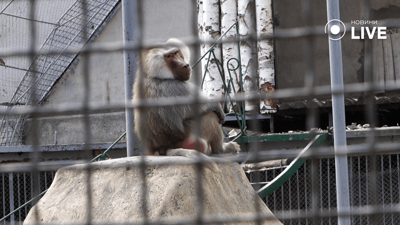 A monkey in the Odessa zoo. Photo: News.LIVE/Yulia Braslavska