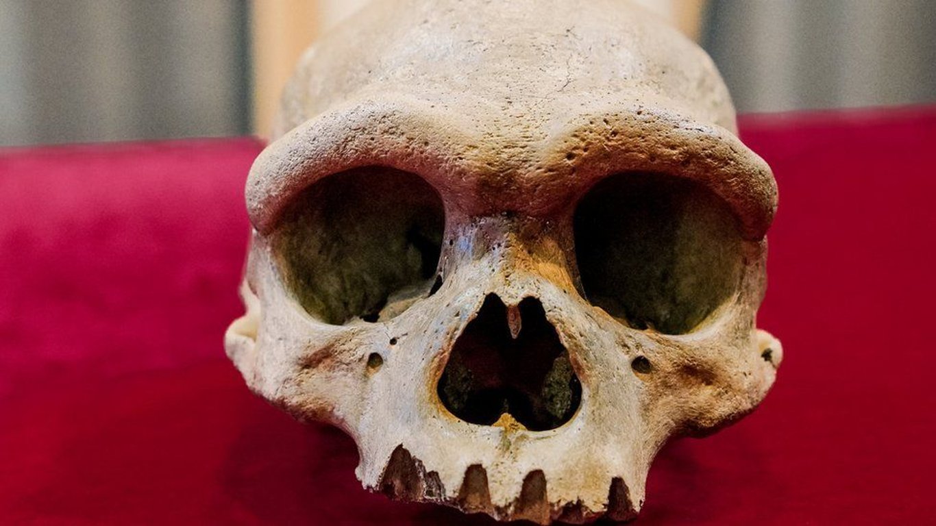 В Китае нашли череп, принадлежащий новому виду человека