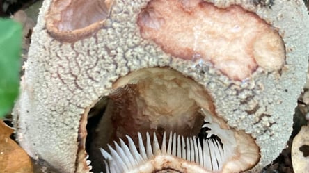 Женщина нашла жуткий "гриб-зомби" с глазами и зубами. Фото - 285x160