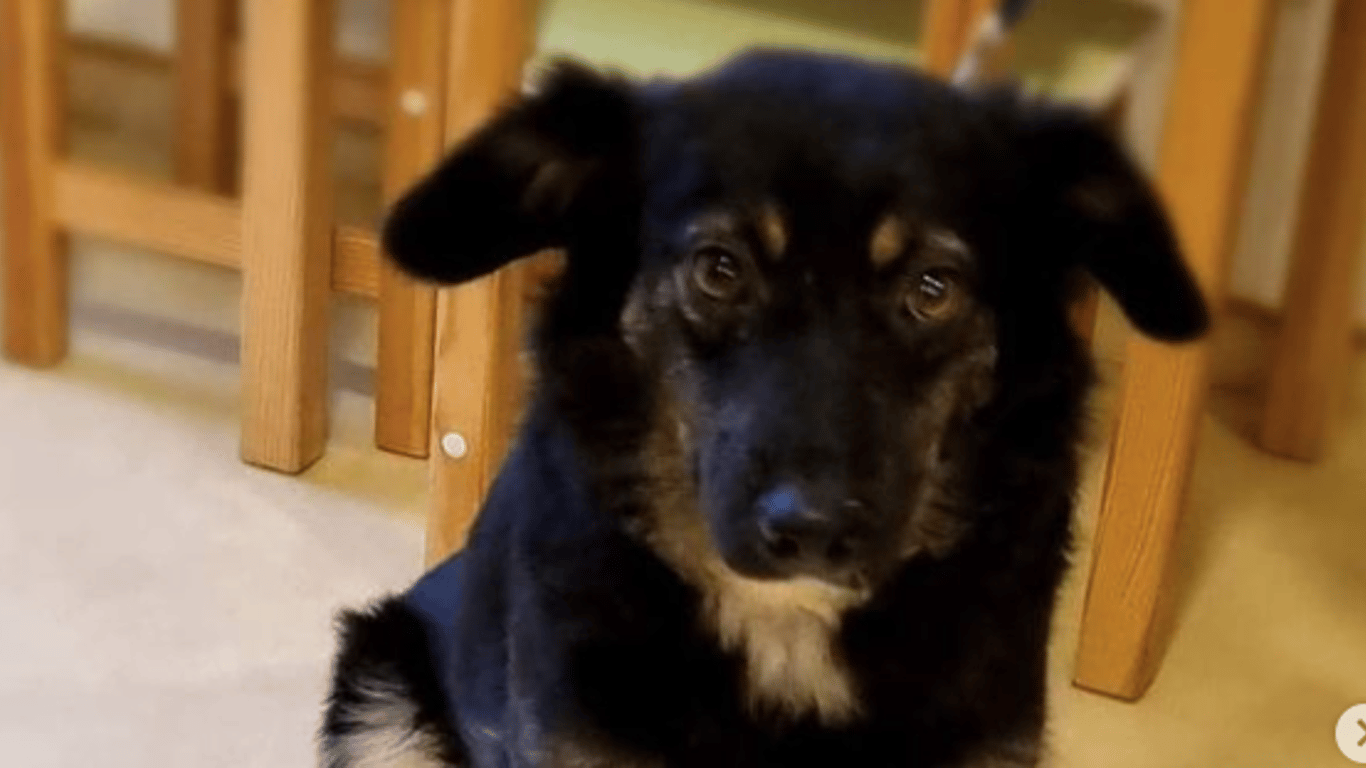 Салюти в Києві - від страху пес помер у новорічну ніч