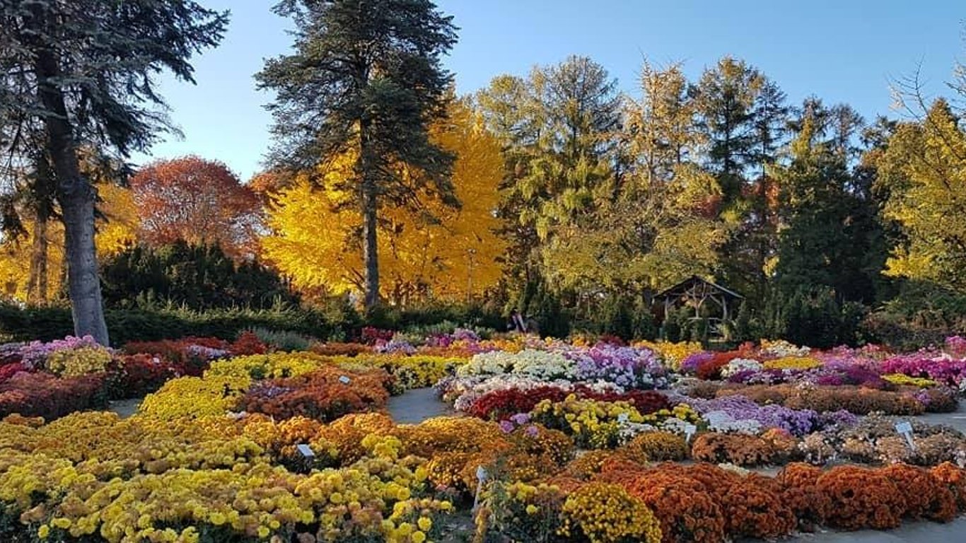 Красива осінь - дерево гінкго в ботанічному саду - Новини Києва