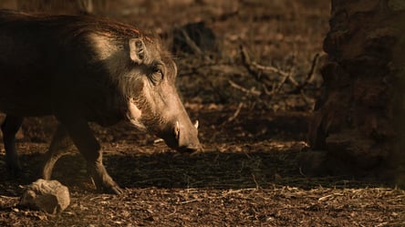 У містечку на Львівщині зграєю розгулювали дикі кабани. Відео - 285x160