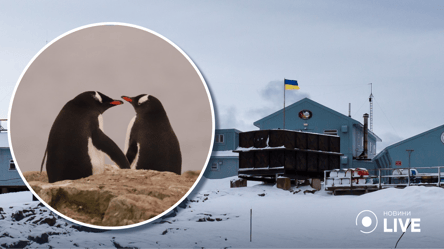 Як субантарктичні пінгвіни з'являються на світ: полярники показали відео - 285x160