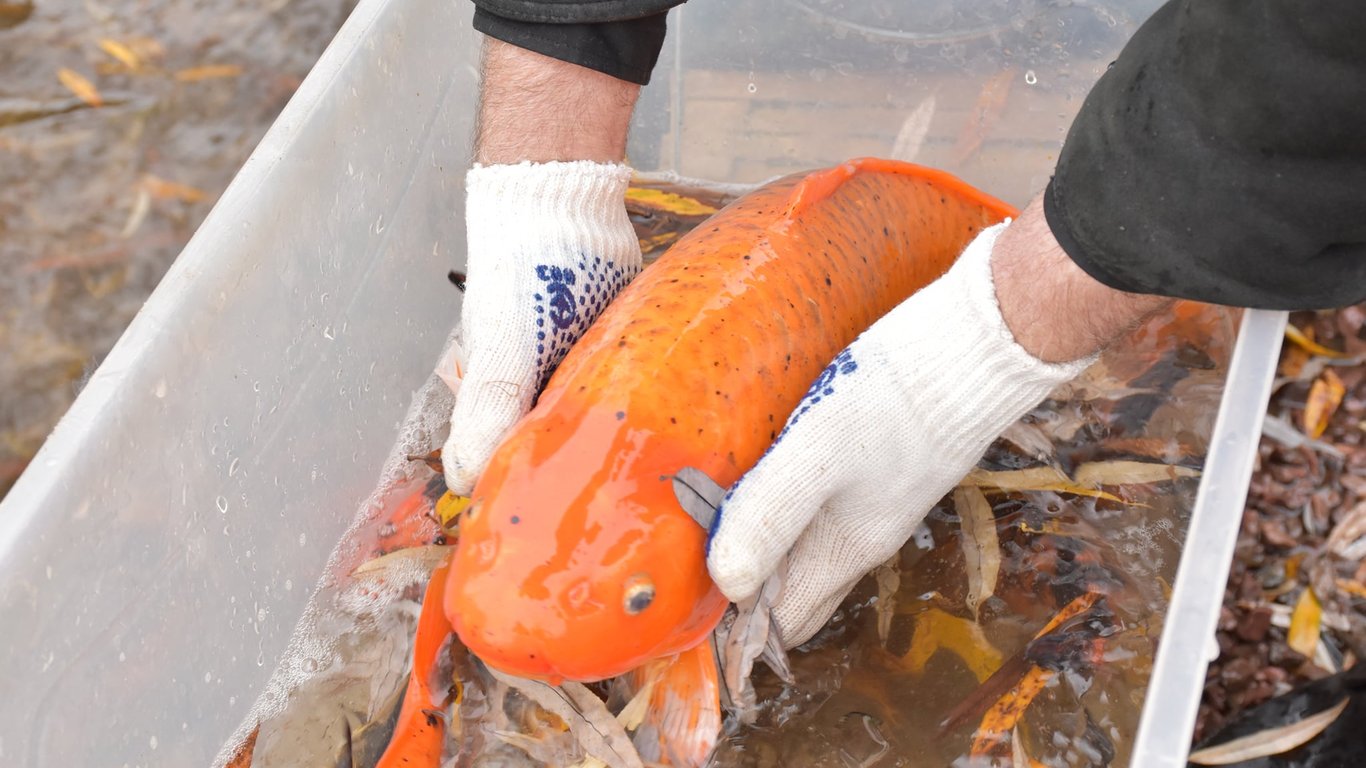 Карп кои в Одесском зоопарке-рыб забрали из пруда