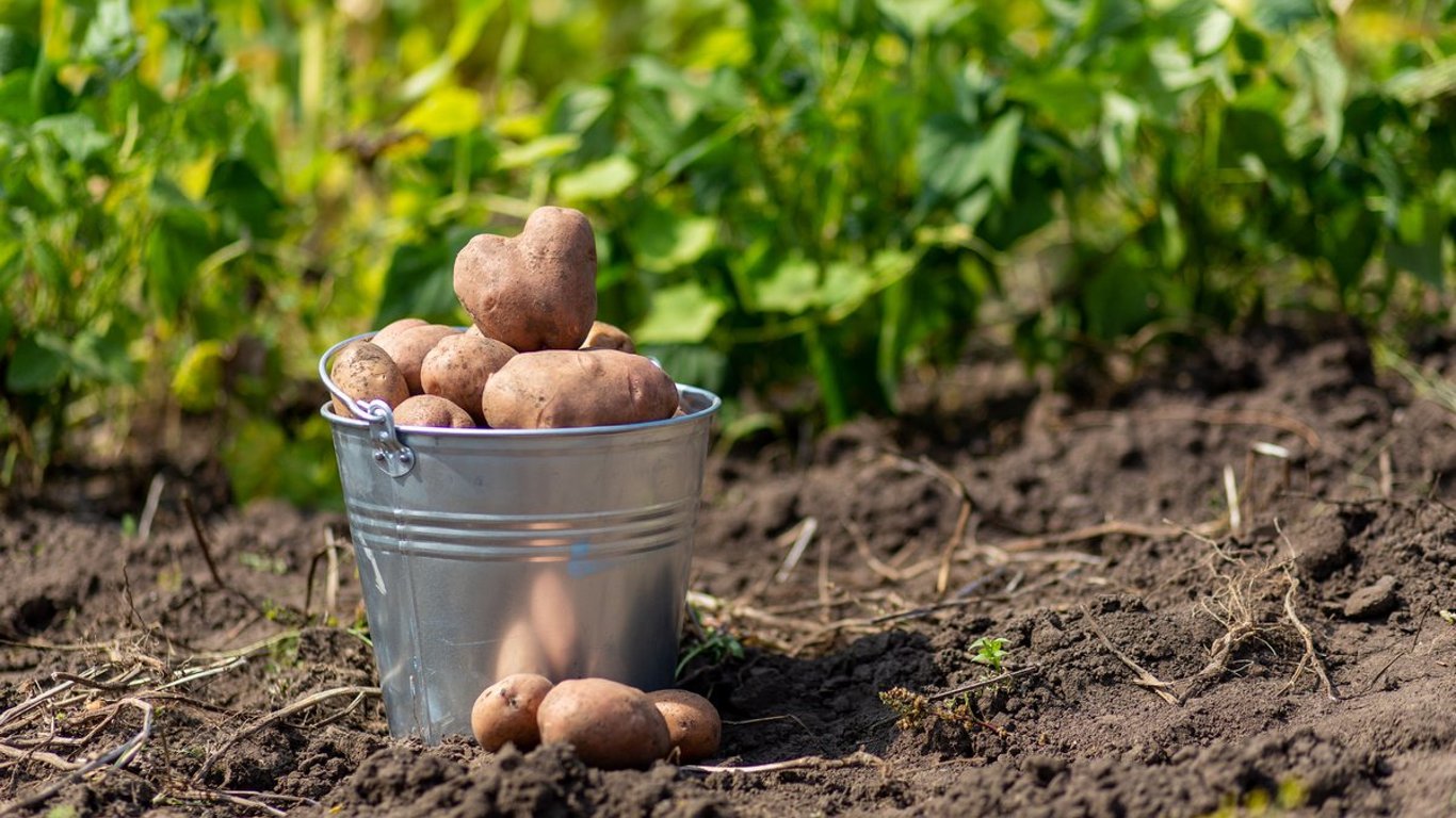 В Одесской области медицинский центр закупил картофель по рекордно высокой цене