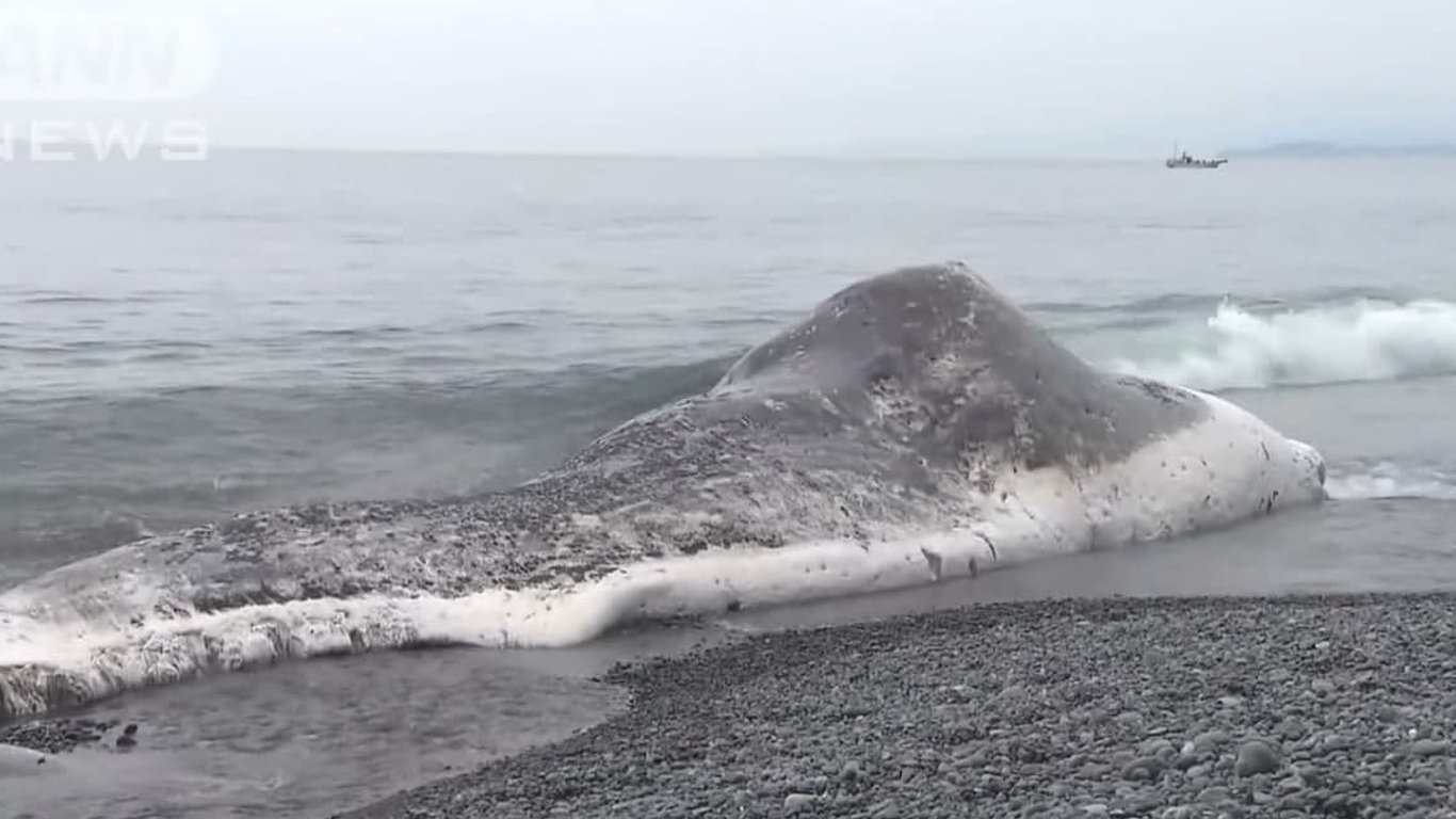 В Японии на берег моря выбросило 14-метрового кашалота - подробности