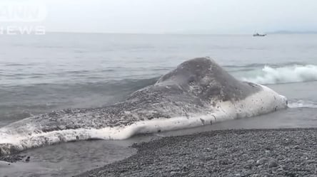 Местные видели такого впервые: в Японии на берег моря выбросило 14-метрового кашалота. Видео - 285x160