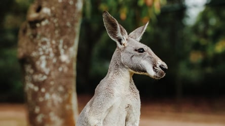 В Австралії перехожі врятували змученого кенгуру, який не міг вибратись з крижаної води. Відео - 285x160