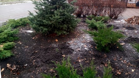 Залишились тільки ями: у київському парку вкрали півсотні рослин. Фото - 285x160