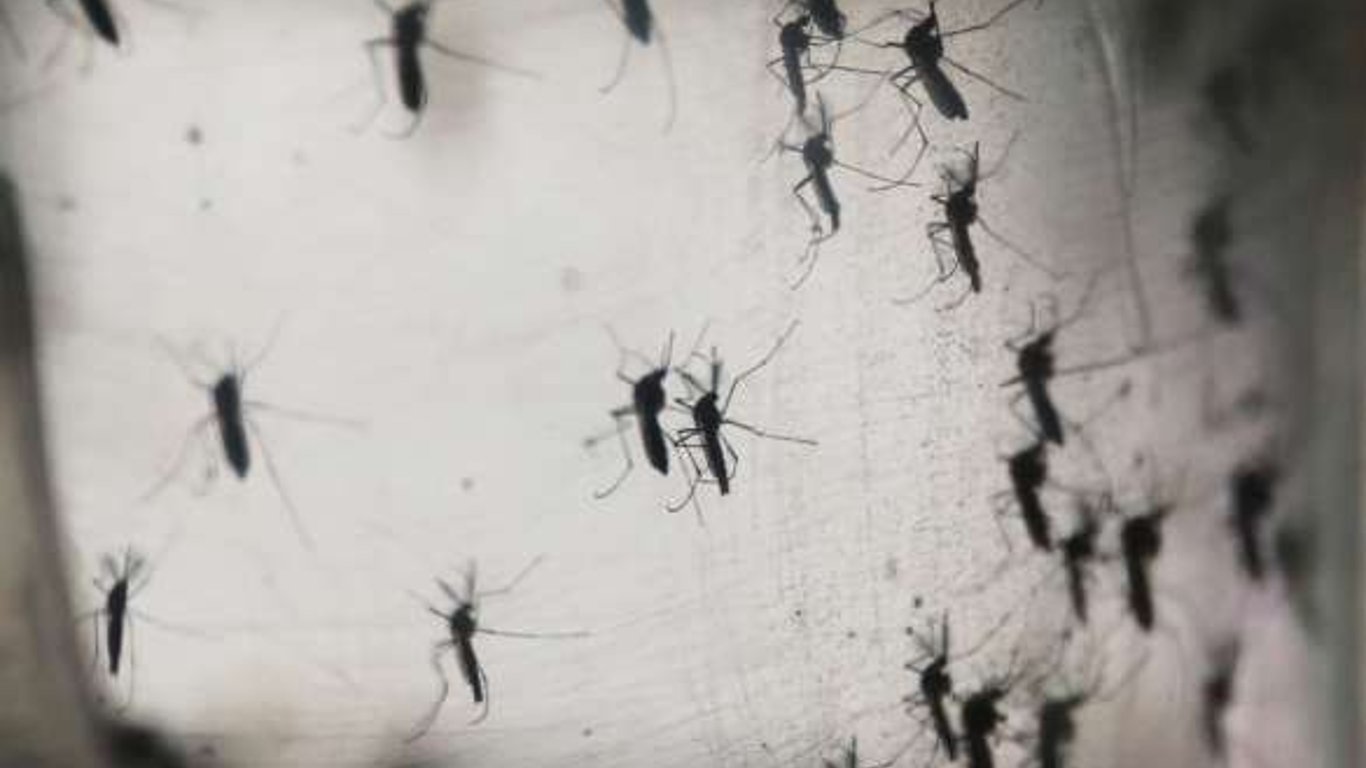Вченим вдалося змінити геном комарів