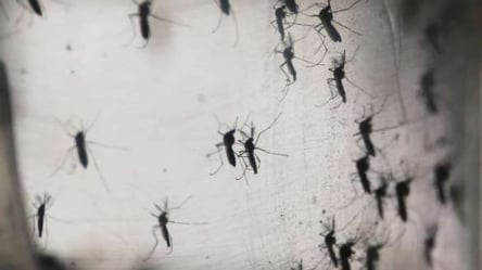 Ученым удалось создать комаров, которые не видят человека - 285x160