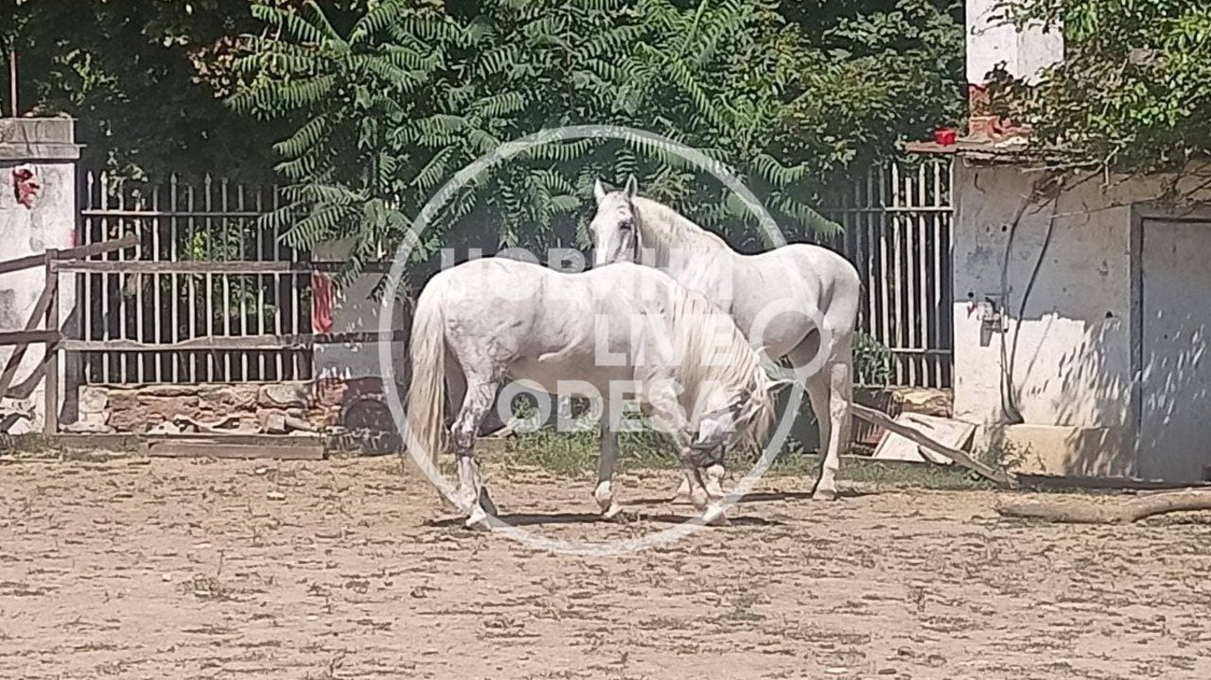 Конь, который травмировался в центре Одессы идет на поправку