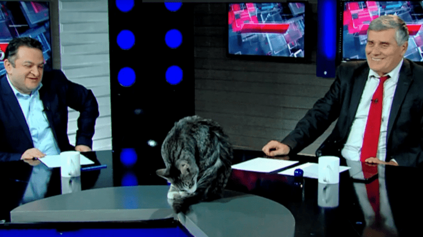 Кіт Какуца став зіркою світових ЗМІ - курйозне відео