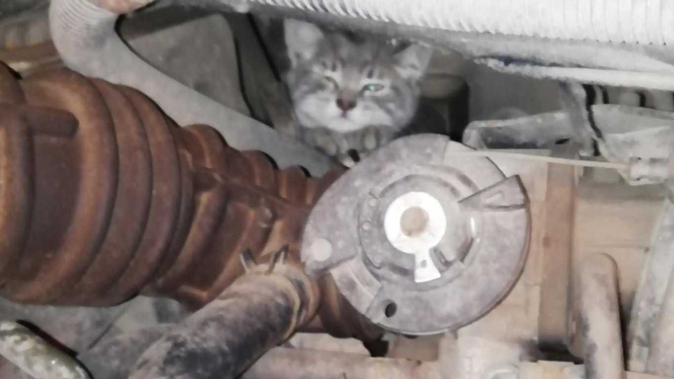 В Харькове спасли котенка, забравшегося под капот автомобиля