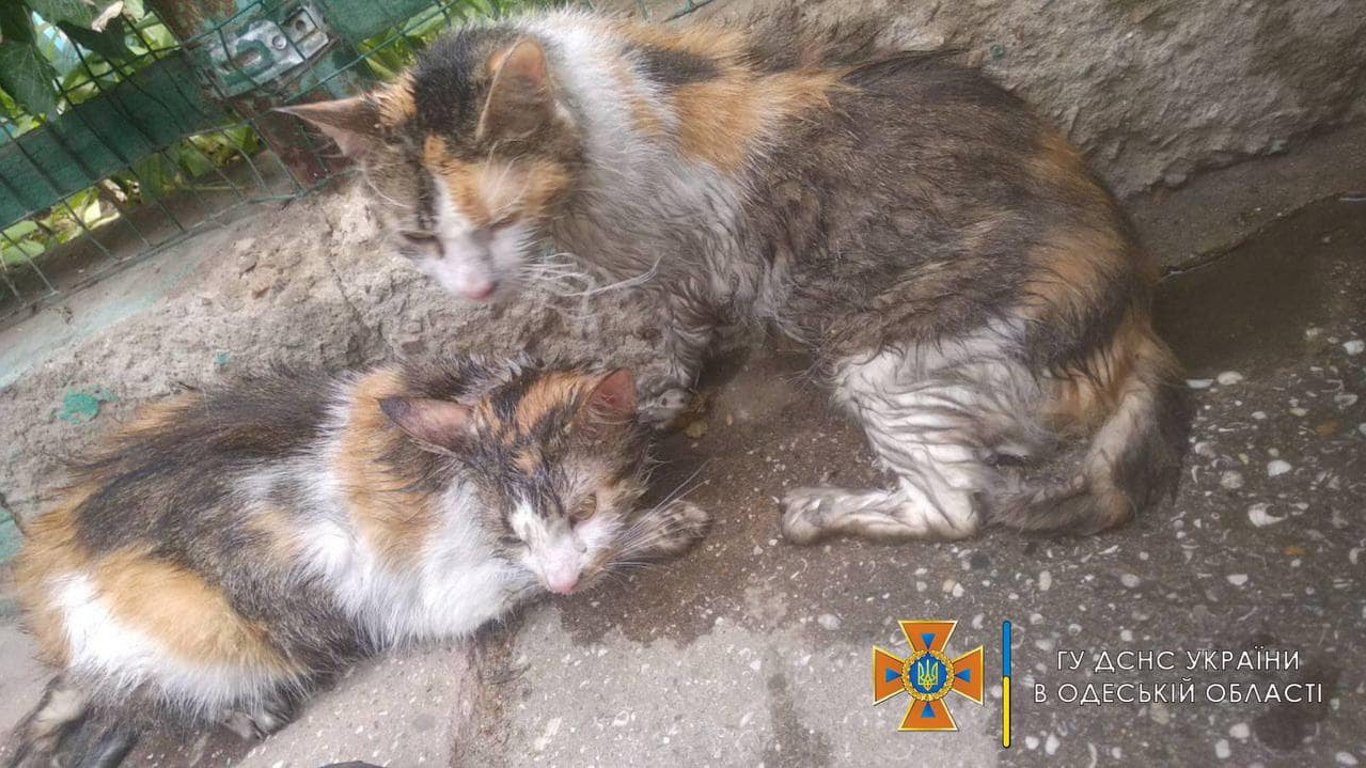 В Одесі надзвичайники врятували від пожежі в багатоповерхівці трьох котиків