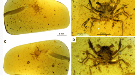 100 мільйонів років: вчені знайшли ідеально збереженого краба в шматку бурштину - 285x160