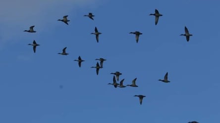 На Одесчину прилетели хищные краснокнижные утки - 285x160