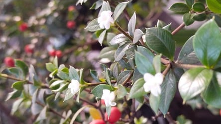 Родом из Австралии: в Одесском ботаническом саду выросли необычные ягоды. Фото - 285x160