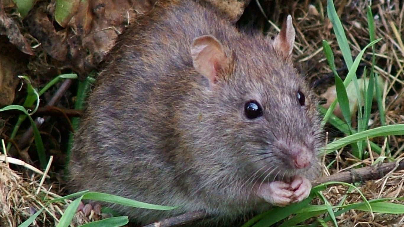Необычный эксперимент в Австралии - биологи месяц щекотали крыс