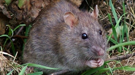 Австралийские ученые месяц щекотали крыс, чтобы улучшить их эмоциональное самочувствие - 285x160