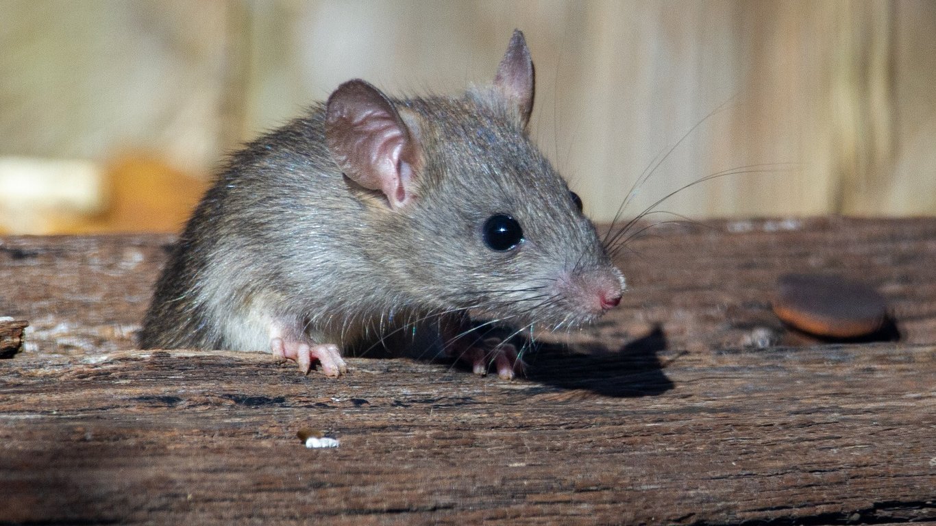 Миру грозит еще одна пандемия: ее могут принести крысы