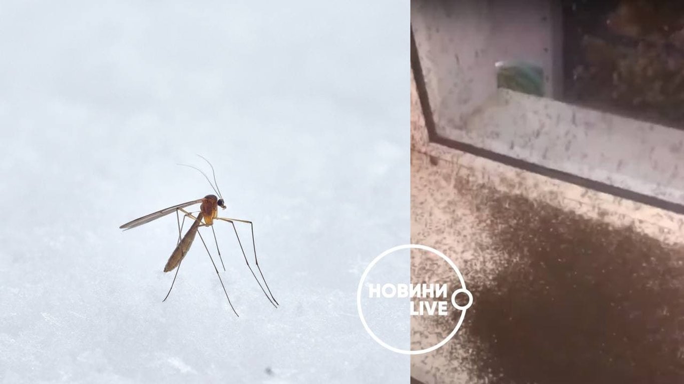 Кирилловку массово атаковали комары - подробности