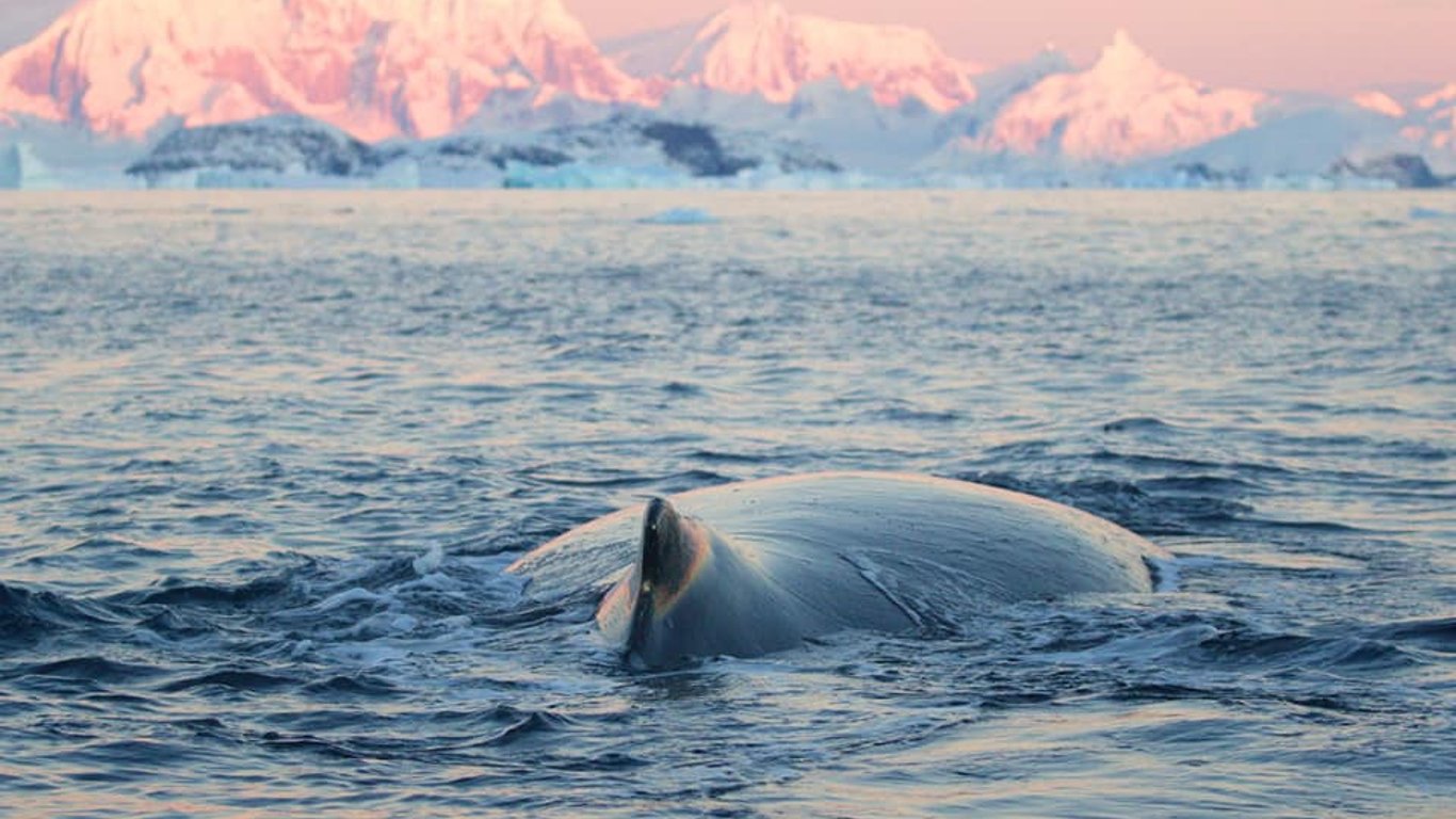 Уникальные факты о китах - некоторые живут у станции "Академик Вернадский"