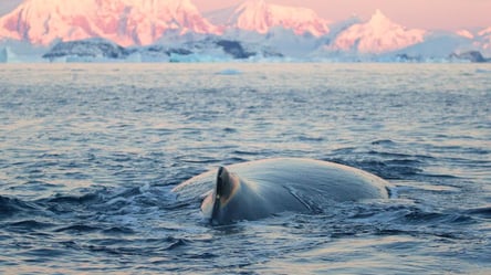 Українські полярники розповіли цікаві факти про китів: деякі живуть біля станції "Академік Вернадський" - 285x160