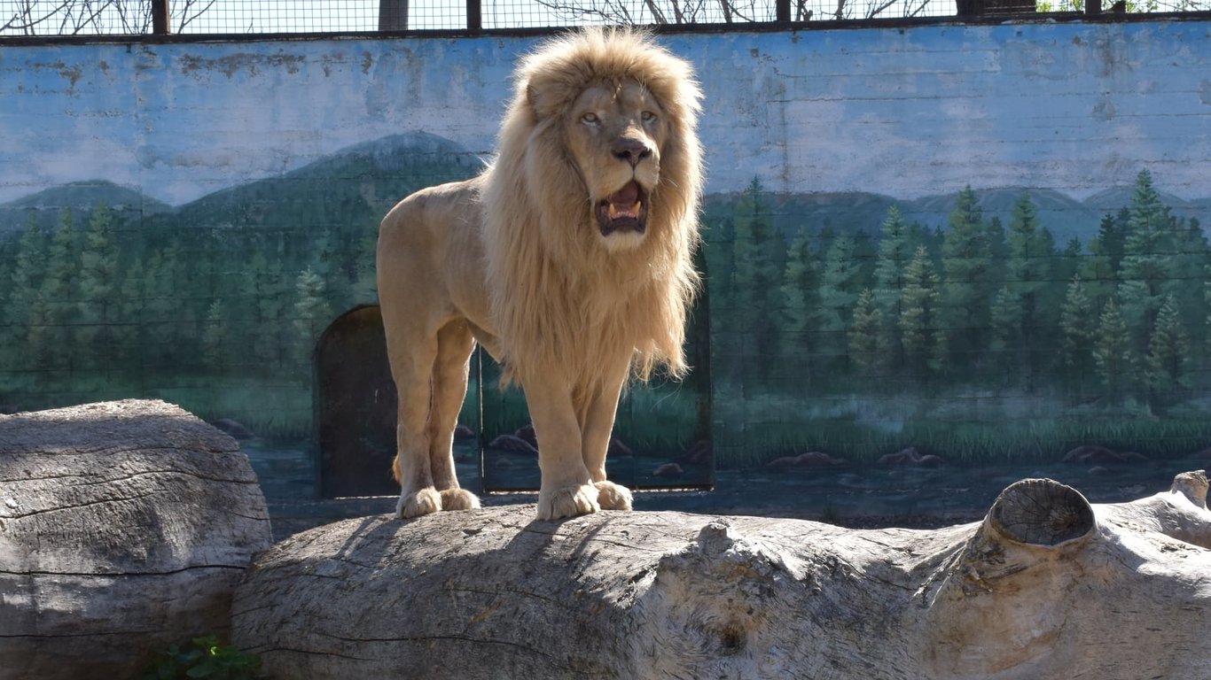 В Одесском зоопарке обустроили новый вольер для львов