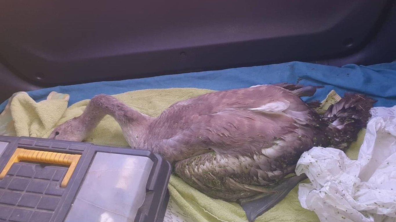 В Одессе неравнодушные спасли лебедя