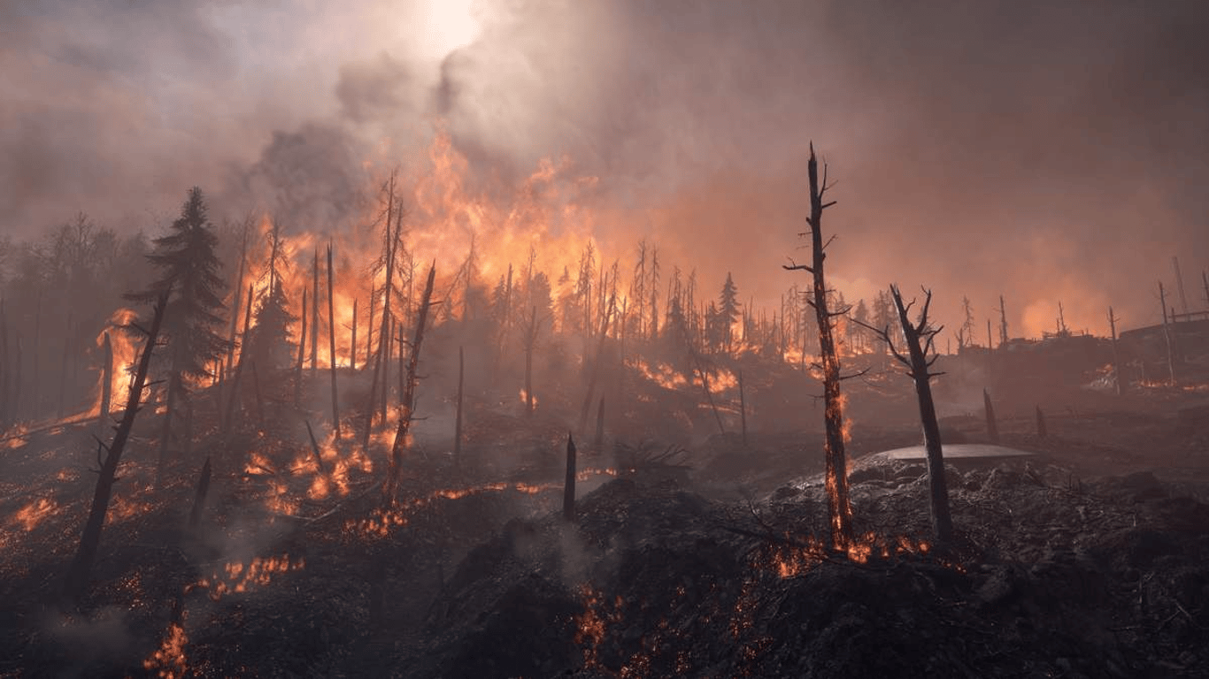 Лесные пожары в Алжире - погибли 65 человек