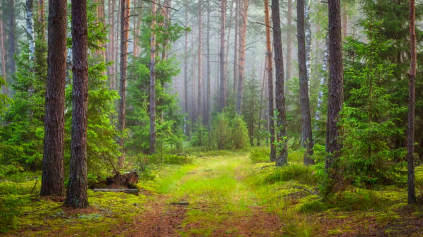 На Харьковщине проведут инвентаризацию земель - будут считать земли лесного назначения