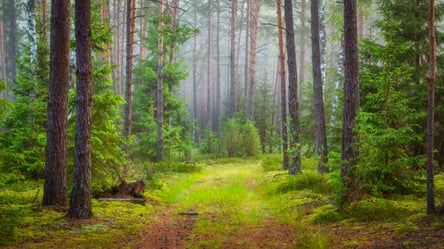 На Харьковщине хотят посчитать лесные земли - 285x160
