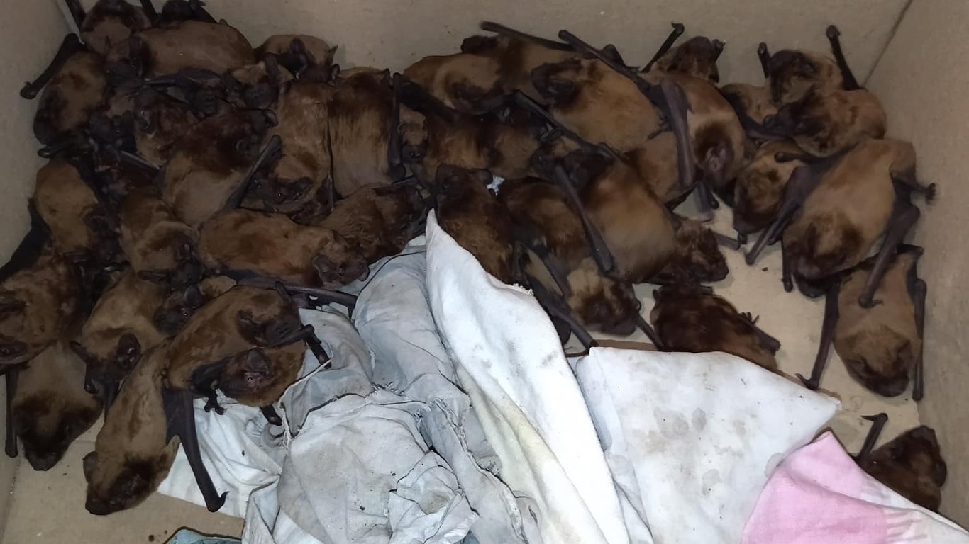 В Харькове нашли 650 летучих мышей, которые зимовали в обшивке балкона-фото