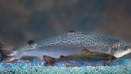Норвезька компанія повідомила про загибель майже 100 тисяч лососів через витік хлору в океан - 285x160