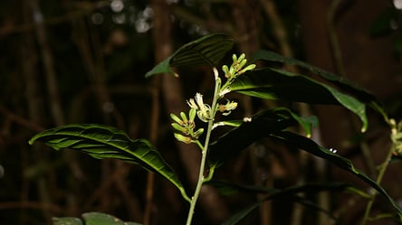 В Китае обнаружили новый вид лиан: как выглядит растение. Фото - 285x160