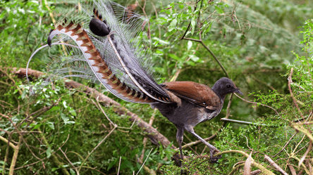 Австралійський птах в зоопарку навчився передразнювати плаксивих дітей. Відео - 285x160