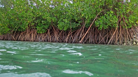 В Мексике мангровый лес сохранил следы древней климатической катастрофы - 285x160