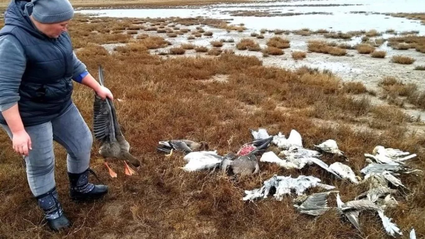 Массовая гибель птиц в Одесской области