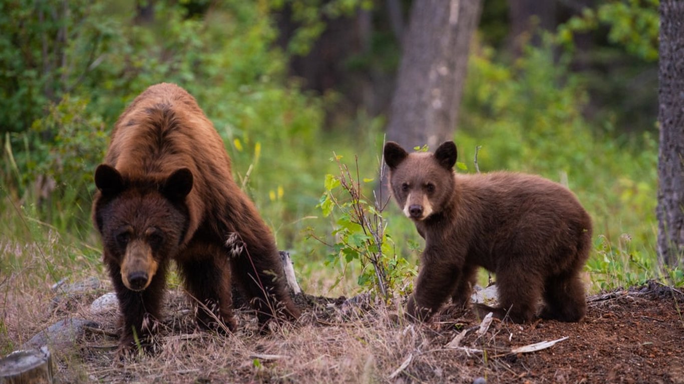 В чернобыльские леса возвращаются хищники - в зоне отчуждения все чаще замечают диких медведей