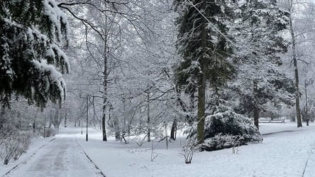Во Львове прогнозируют продолжительные снегопады: жителей города призывают избегать прогулок под деревьями - 285x160