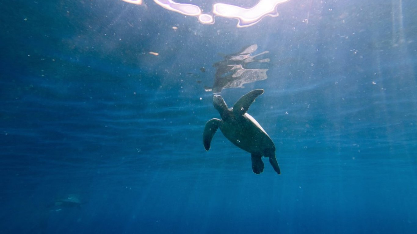 В США десятки волонтеров спасли кожаную морскую черепаху, которую выбросило на берег. Видео