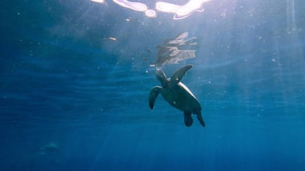 В США кожаную морскую черепаху весом 270 кг выбросило на берег: ее спасли волонтеры. Видео - 285x160