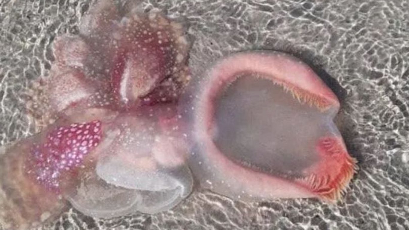 На берег океана выбросило загадочное розовое существо, похожее на пришельца. Фото