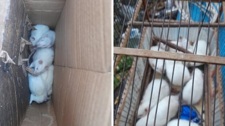 Кинули на вірну голодну смерть: в Києві знайшли клітку з білими мишками - 285x160