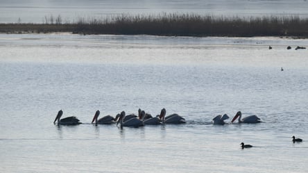 Кудрявые пеликаны прилетели в Одесскую область: птицы остановились на Тилигульском лимане - 285x160