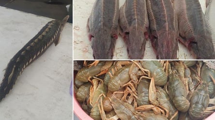 Можно купить что угодно: на одесском Привозе торговали краснокнижной рыбой - 285x160