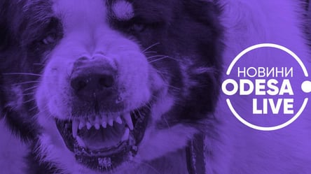 Рвані рани та інфекційні захворювання: хто відповідатиме за поведінку агресивних собак на вулицях Одеси - 285x160
