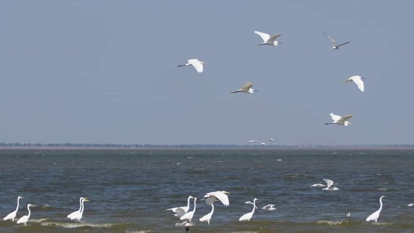 На лиманах Одесчины находятся десятки дезориентированных птиц