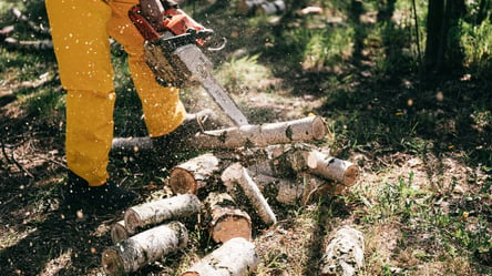 На Одещині затримали 19-річного хлопця, який незаконно вирубав дерева - 285x160